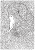 Wandering Giant: Women's White T Shirt