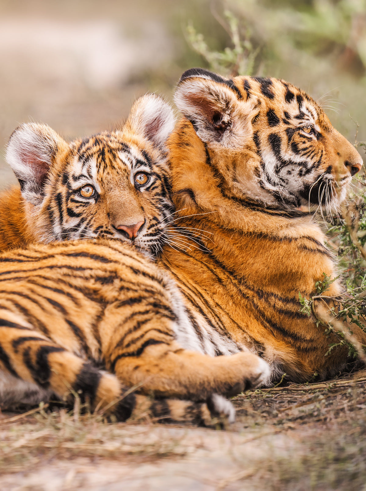 SUMATRA'S MOST WANTED